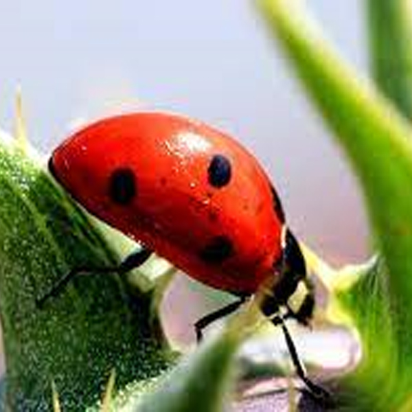 الاسمدة المعلقة