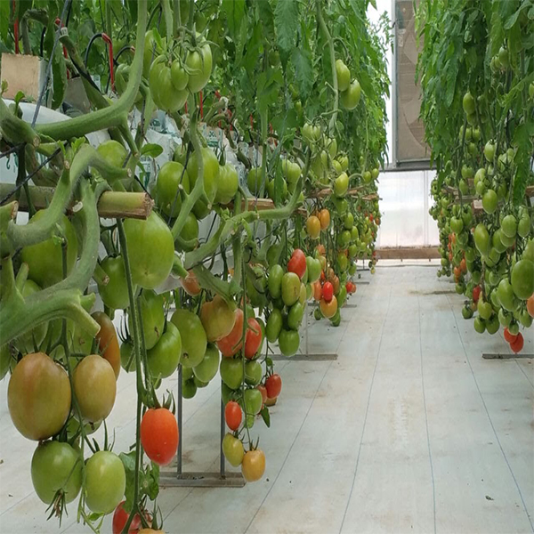 ماغنوم جولد(يوريا فوسفات17/44)